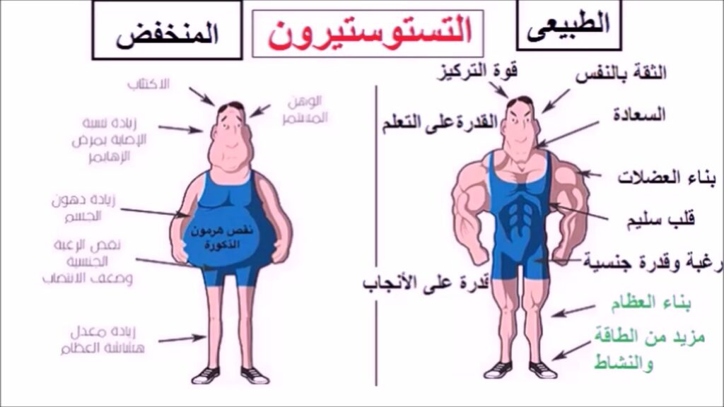 هرمون الذكورة (التيستوستيرون )