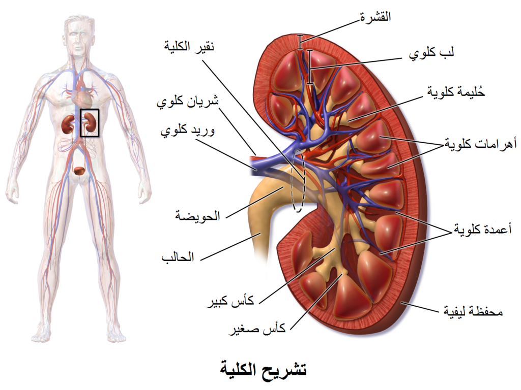 الكلية.. أعظم مرشح ومنظم للسائل الحيوي..!